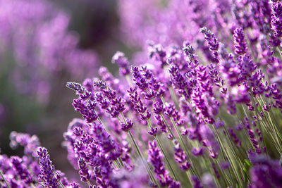 Lavender flower field at sunset rays