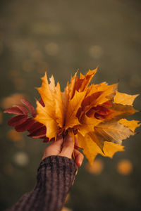 Female hand holding an armful of fallen yellow maple leaves