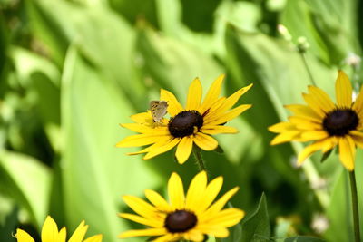 Bee pollinating flower