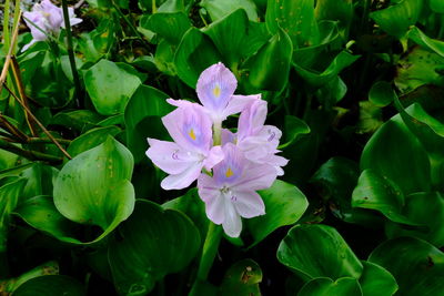 Close-up of purple flowering plant