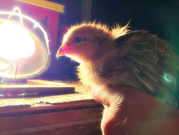 Cropped image of person holding young bird by illuminated lamp