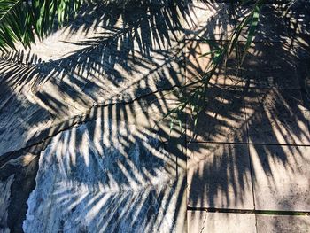 Close-up of palm tree