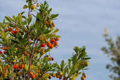 Low angle view of orange fruits on tree