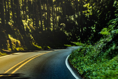 Road amidst trees