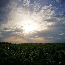 Scenic view of field against sky during sunset