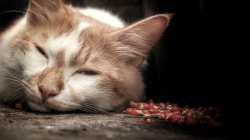 Close-up portrait of a cat