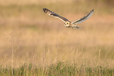 Short-eared owl flying over a field