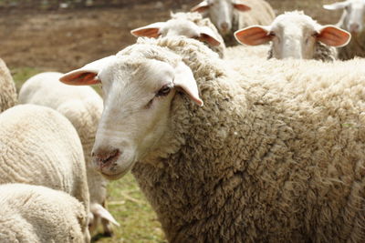Close-up of sheep in the field
