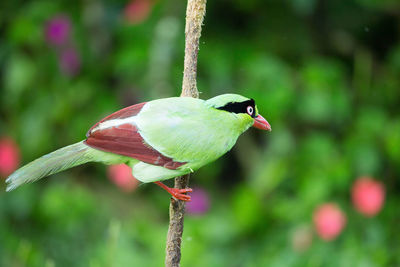 Close-up of bird perching on leaf