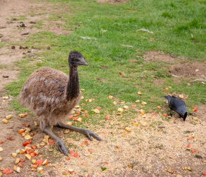 High angle view of bird on land