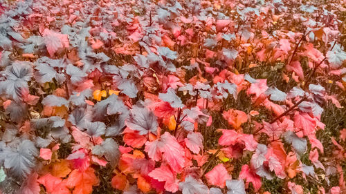 Full frame shot of autumn leaves