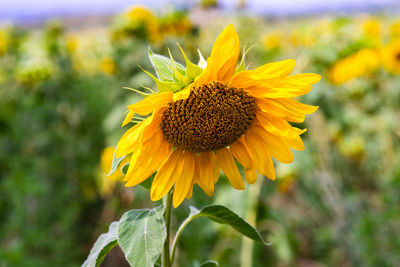 Blooming sunflowers in a field summer landscape