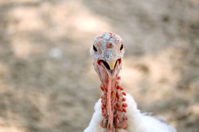 Close-up of a turkey