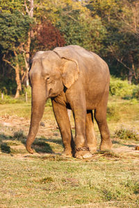 Elephant calf standing on field