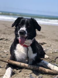 Close-up of dog on beach