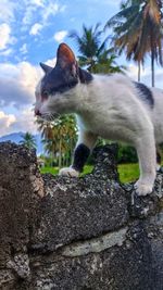 Cats walk on walls in indonesia