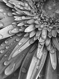 Close-up of wet flower petal in rainy season