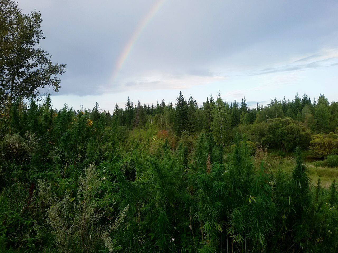 growth, nature, tree, beauty in nature, tranquility, scenics, outdoors, tranquil scene, no people, green color, sky, day