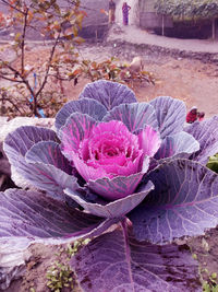 Close-up of fresh purple flowers in bloom