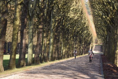 Rear view of man riding bicycle on footpath amidst trees