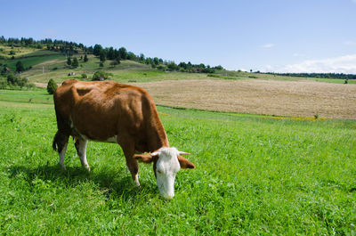 Cows in a field