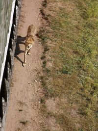 High angle view of lizard on the road