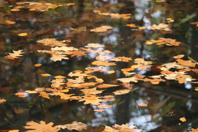 Close-up of autumn leaves on plant