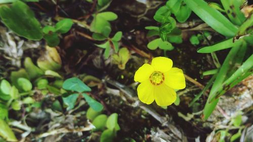 Close-up of yellow flower