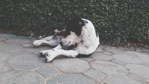 High angle view of dog sleeping on footpath