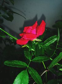Close-up of wet red rose blooming outdoors
