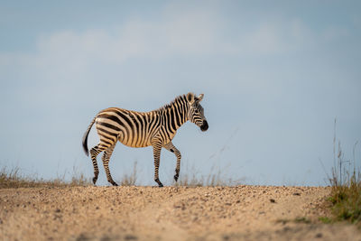 Zebra standing on field against sky