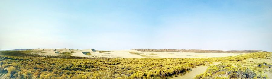 Scenic view of field against clear sky