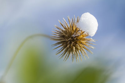 Close-up of white flower against sky