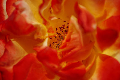 Close-up of rose