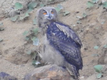 High angle view of eagle