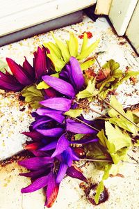 Full frame shot of purple flowers