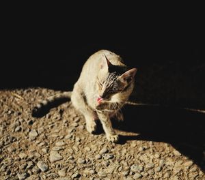 Close-up of cat sitting on floor