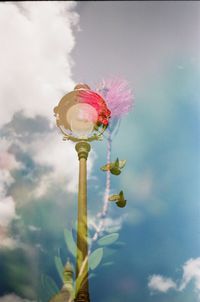 Close-up of flowering plant against sky