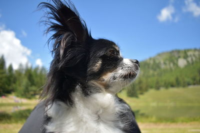 Close-up of a dog looking away