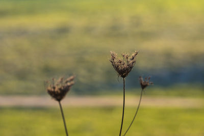 Close-up of wilted plant on field