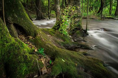 Scenic view of waterfall in forest