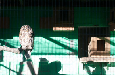 Bird perching in cage