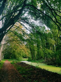 Trees growing in forest