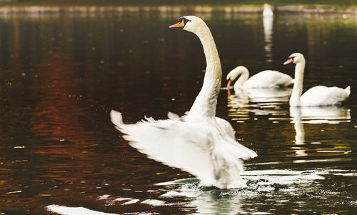 Swan swimming in lake