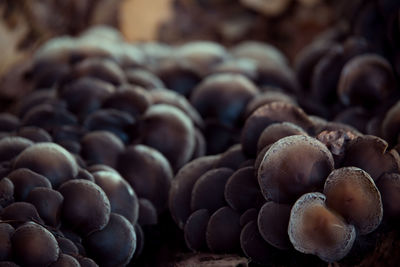 Close-up of blueberries