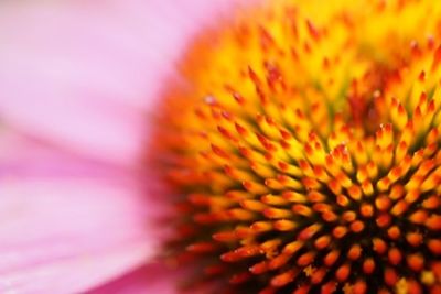 Macro shot of yellow flower