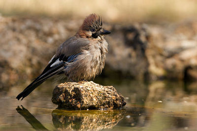 Close-up of bird perching on rock