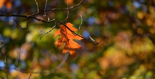 Close-up of maple leaves on branch