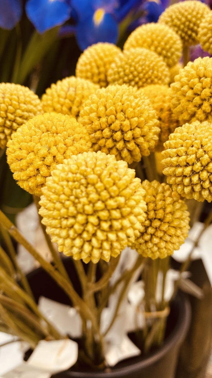 CLOSE-UP OF YELLOW FLOWERS