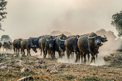 Buffaloes walking on dirt road